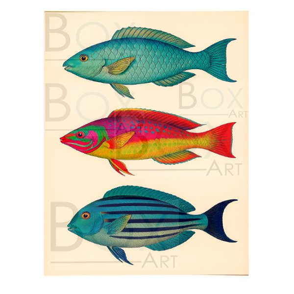 Peces 1