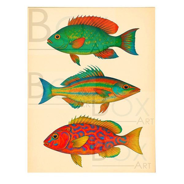 Peces 2