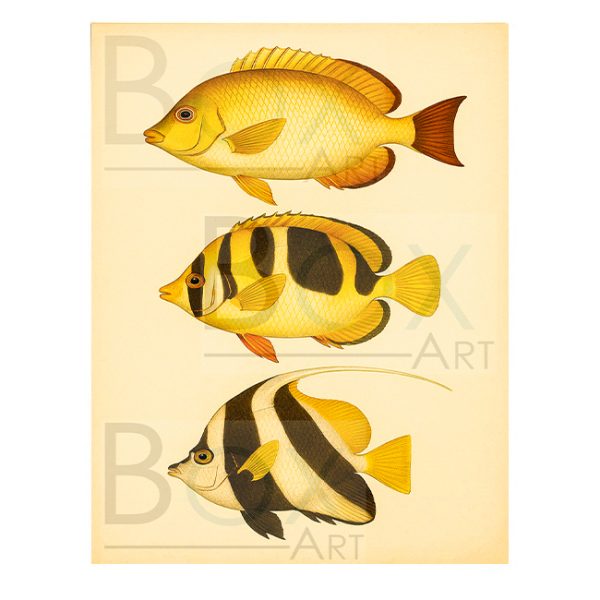 Peces 3