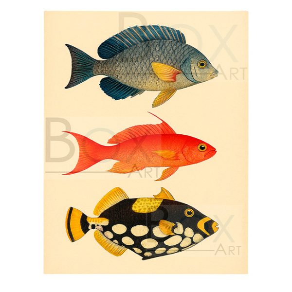 Peces 4